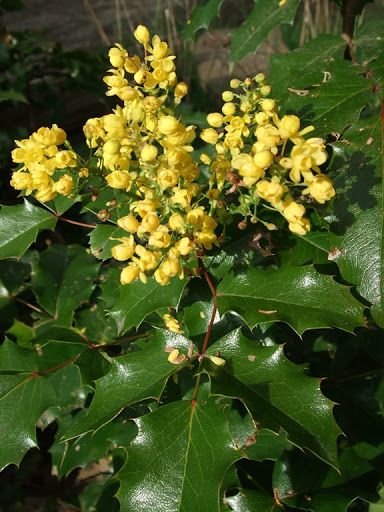 Tall Oregon Grape (1 gallon)