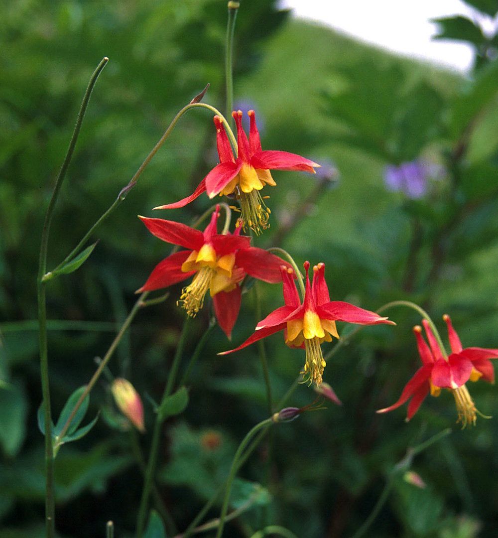 Western Columbine (3.5")