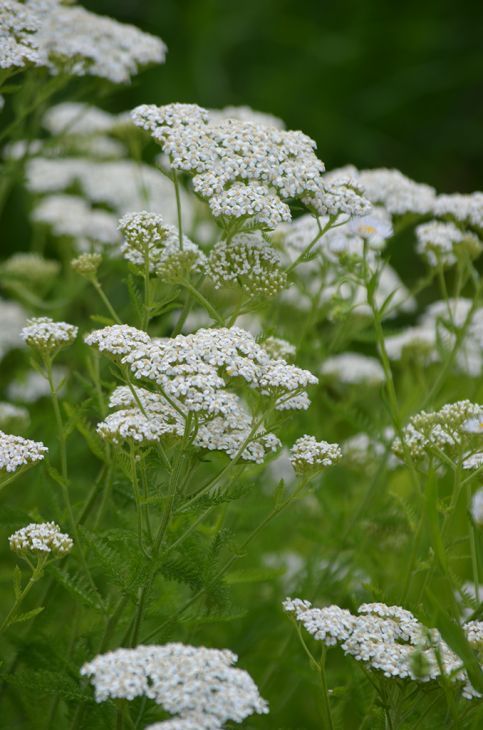 Yarrow (3.5")
