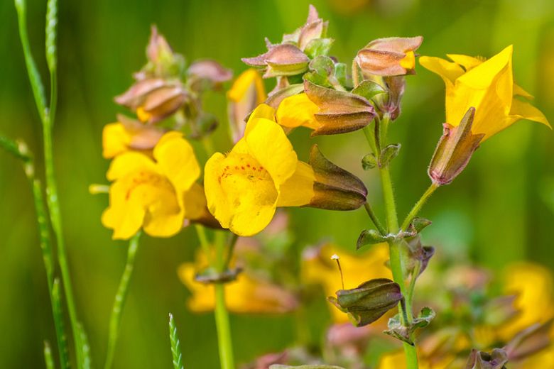 Yellow Monkeyflower (3.5")