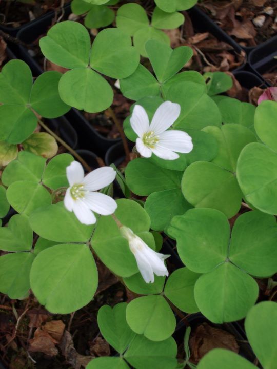 Oregon Oxalis (3.5")