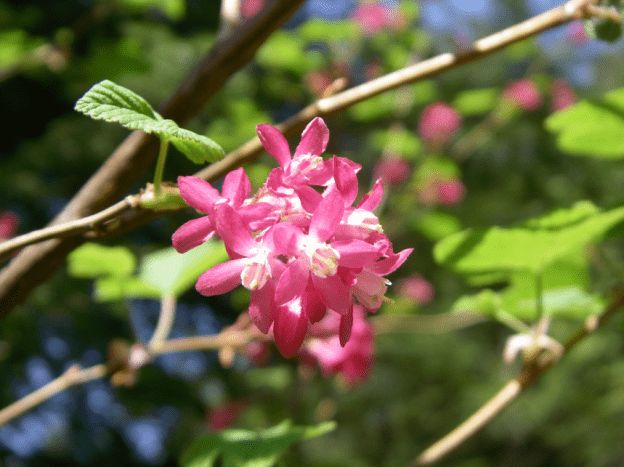 Red Flowering Currant (1 gallon)