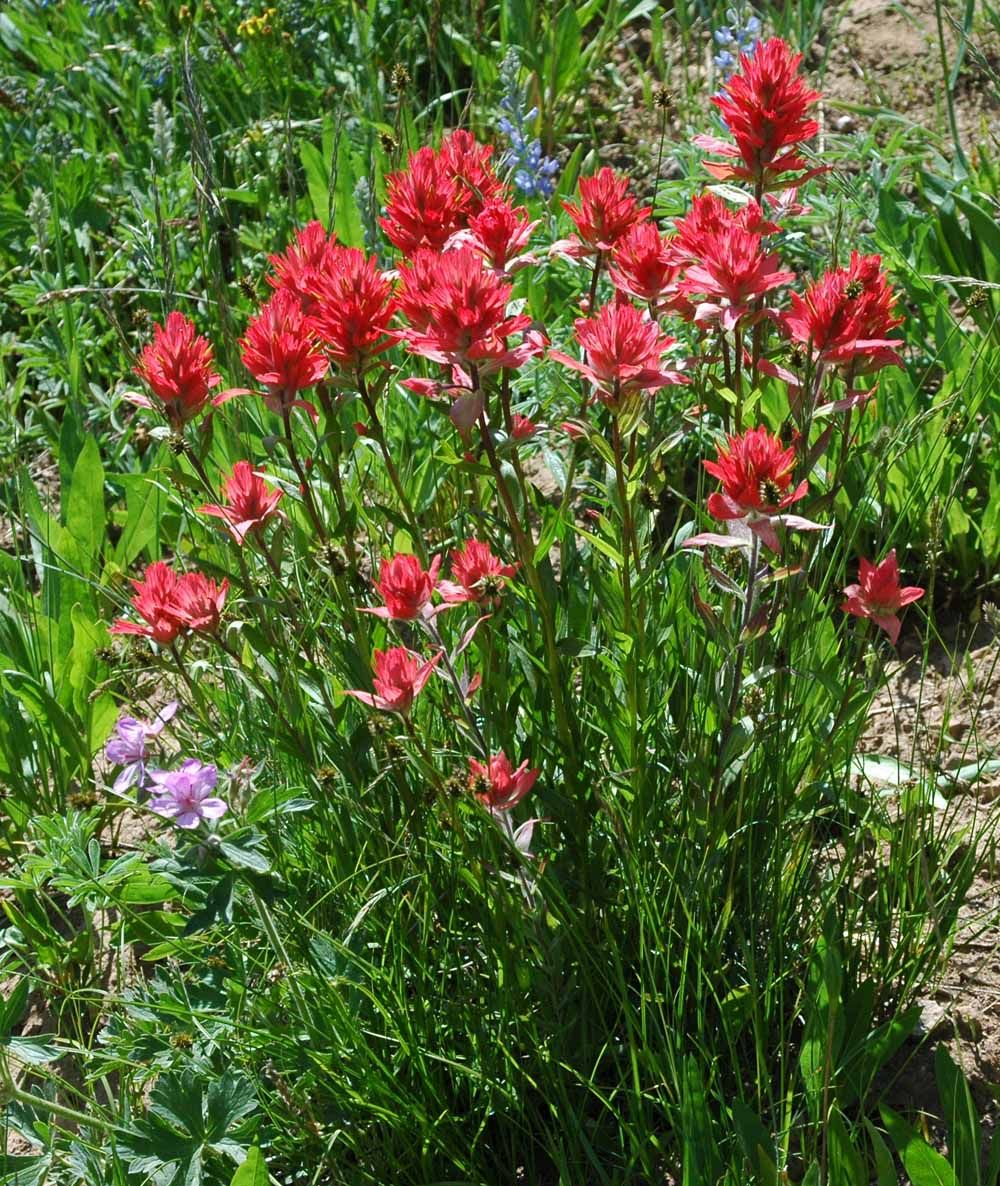 Scarlet Paintbrush (3.5")