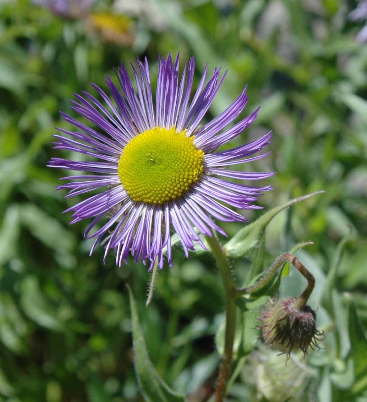 Showy Fleabane (3.5")