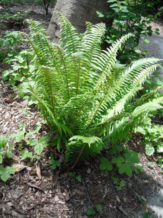 WE Sword Fern (3.5")