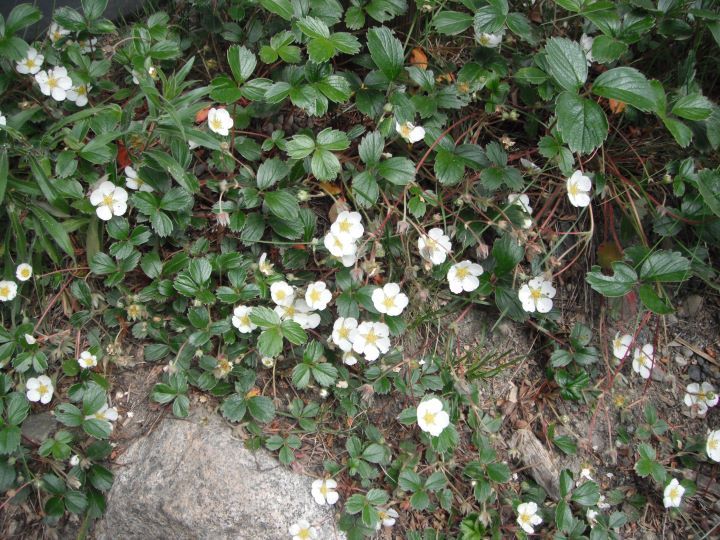 Coastal Strawberry (3.5")