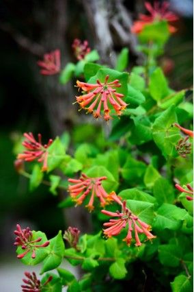 Orange (Trumpet) Honeysuckle (2 gallons)