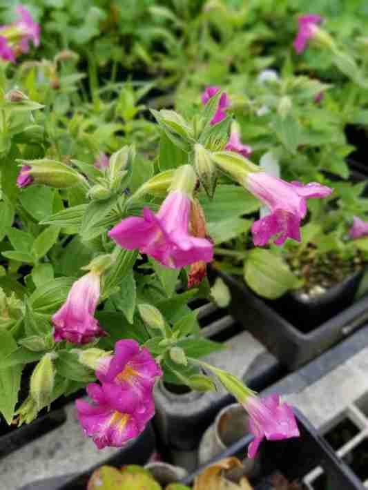Pink Monkeyflower (3.5")