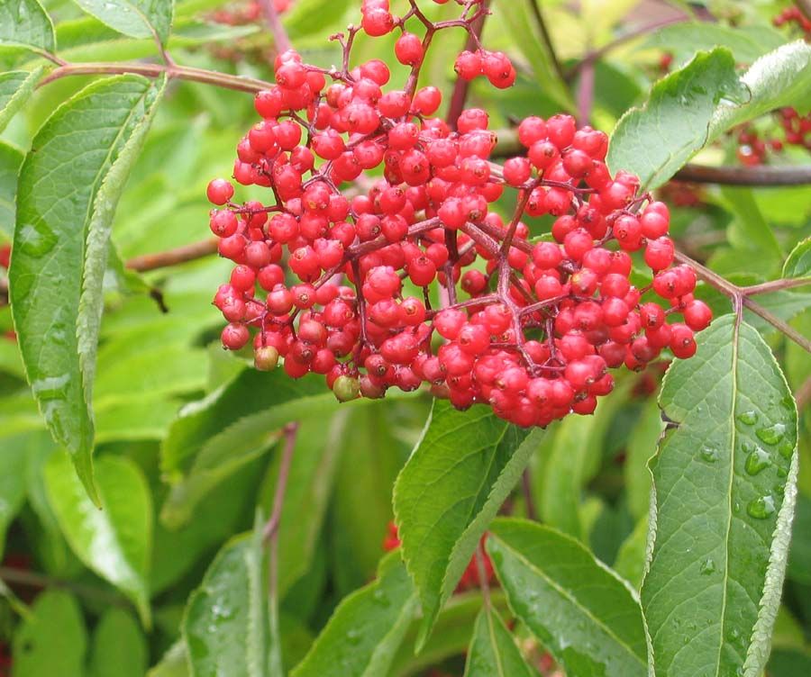Red Elderberry (1 gallon)