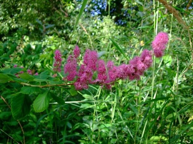 Douglas Spirea (1 gallon)