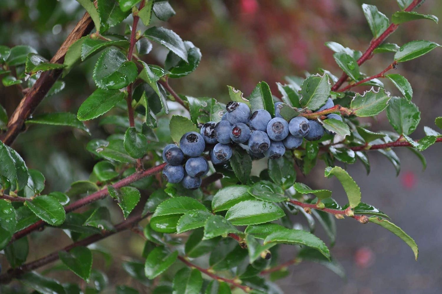 Evergreen Huckleberry (1 gallon)