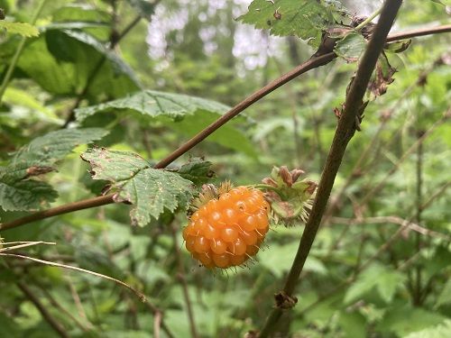 Salmonberry (1 gallon)