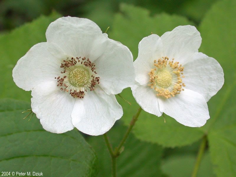 Thimbleberry (1 gallon)
