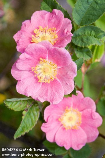 Clustered Wild Rose (1 gallon)