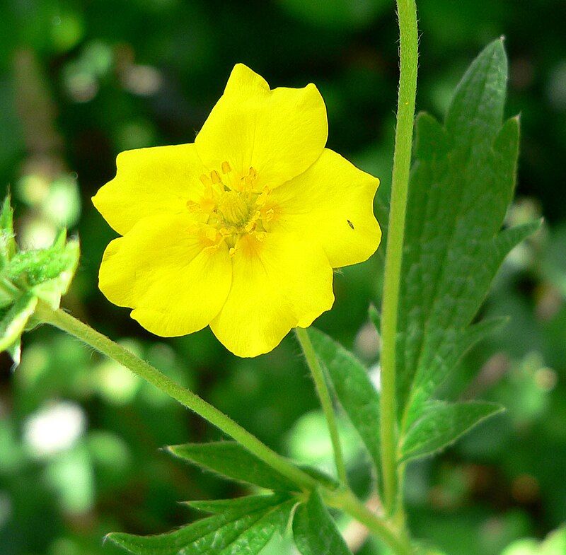 Graceful Cinquefoil (3.5")
