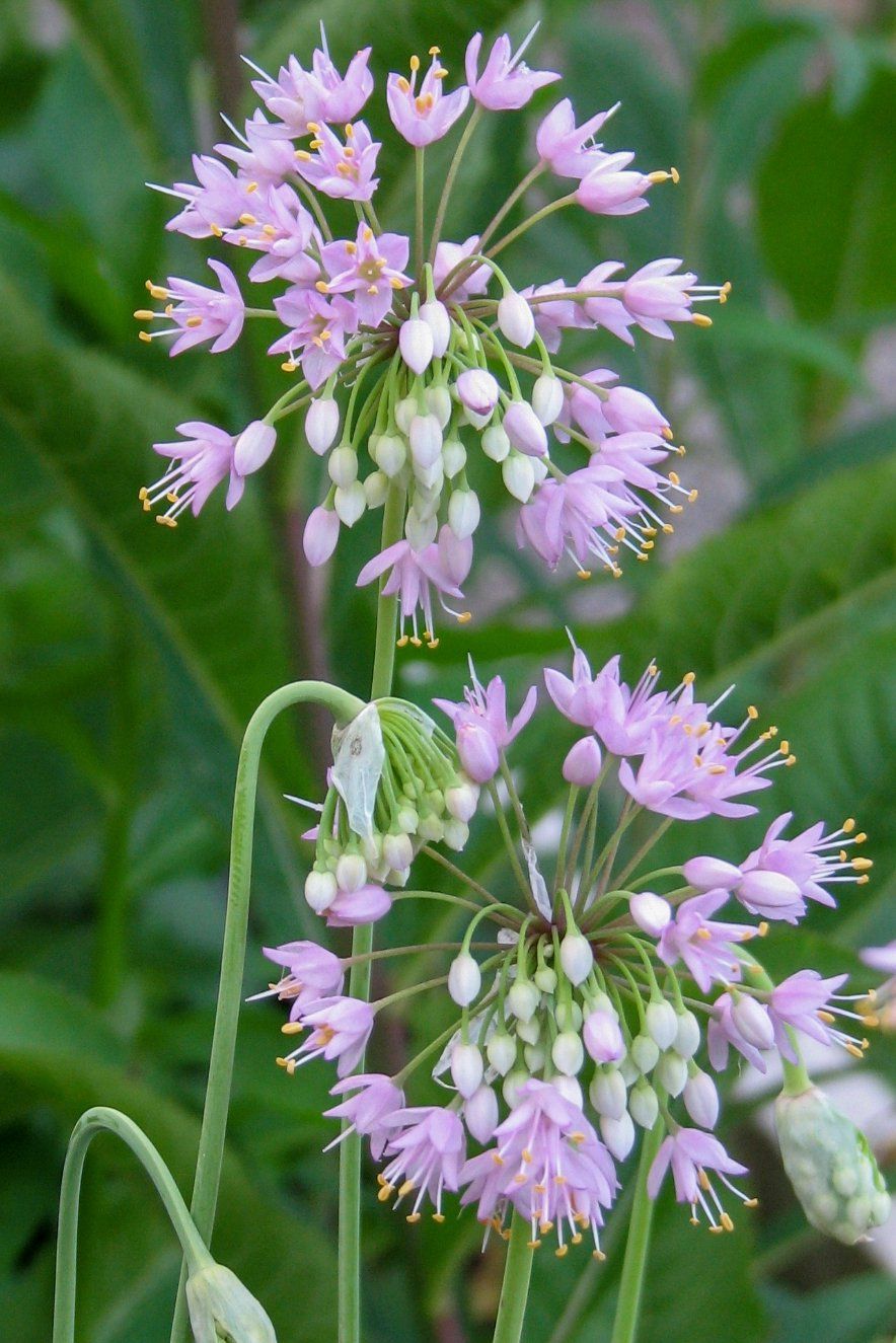 Nodding Onion (3.5")