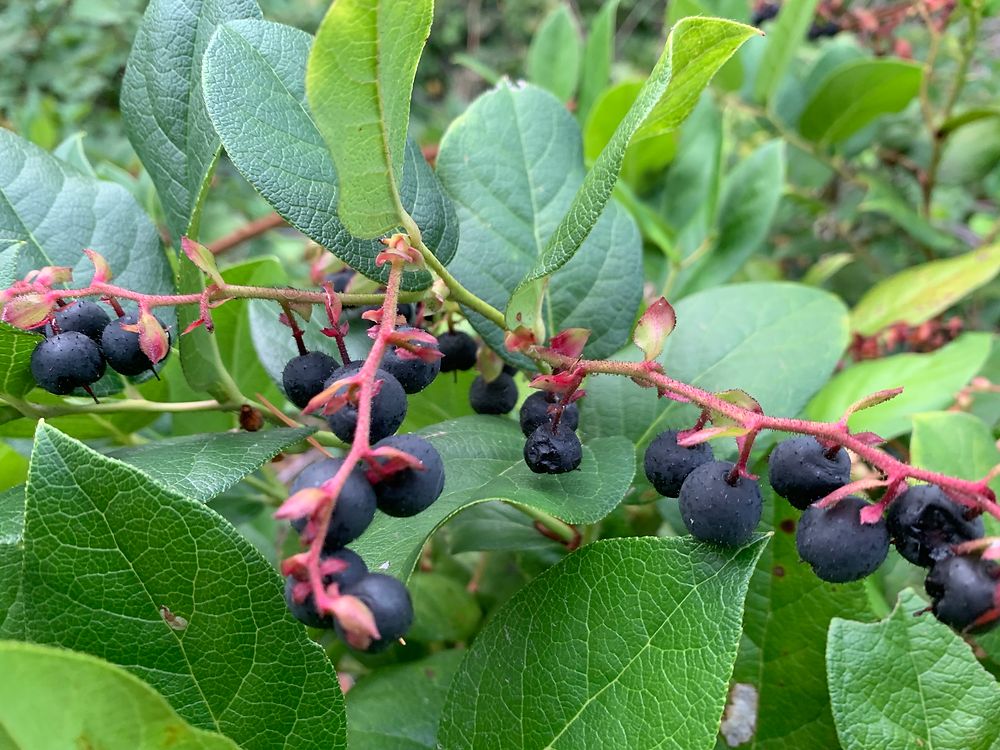 Salal (3.5")