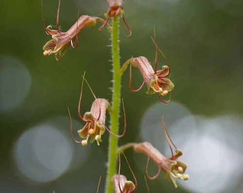 Piggy-back Plant (3.5")