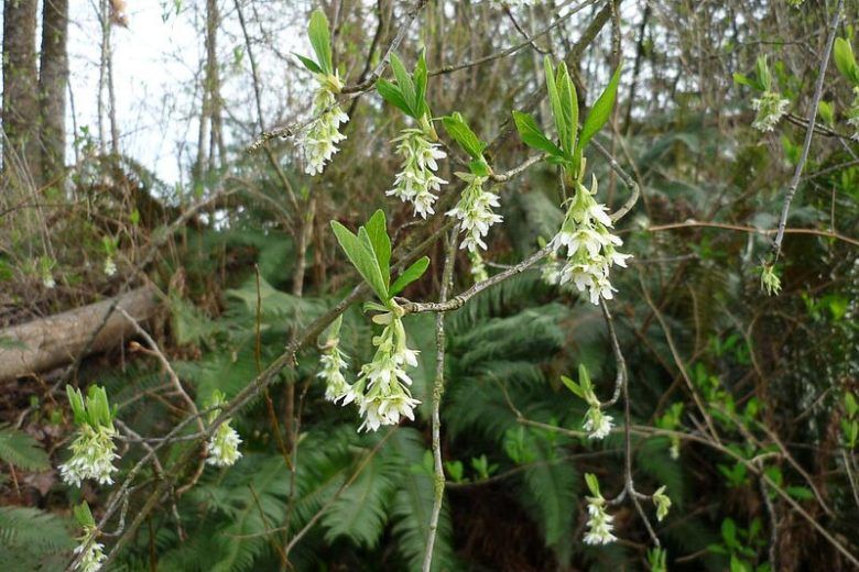 Indian Plum (1 gallon)