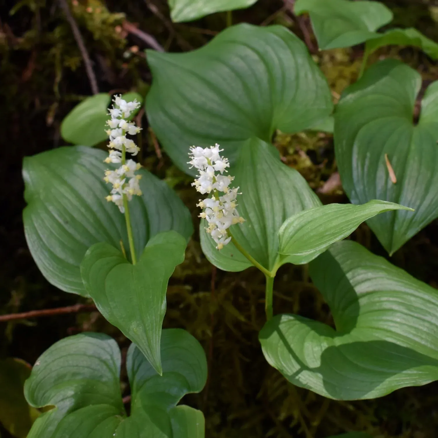 False Lily of the Valley (3.5")