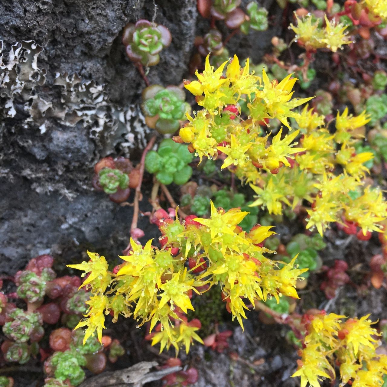 Oregon Stonecrop (3.5")
