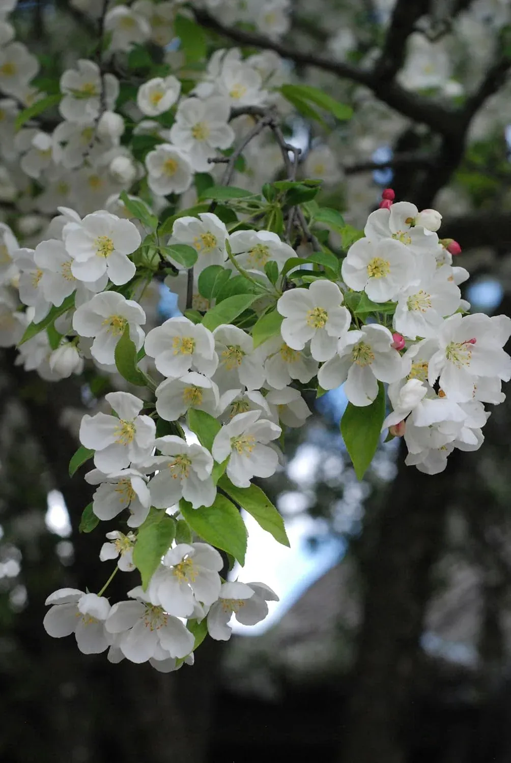 Pacific Crabapple (1 gallon)