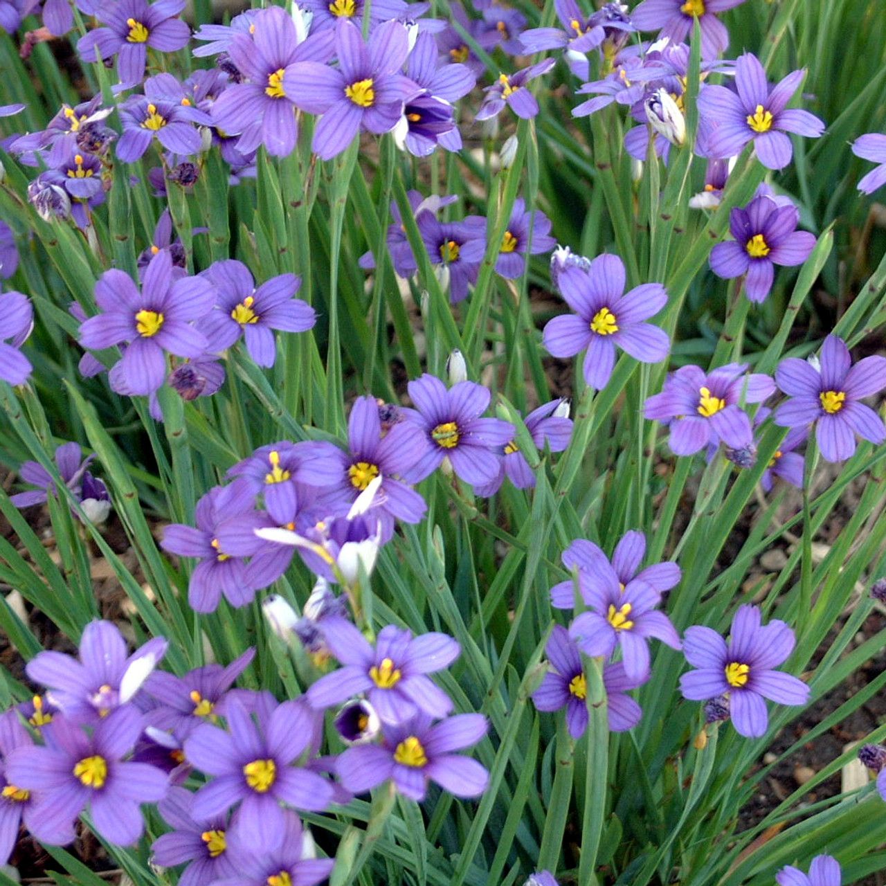 Blue-eyed Grass (3.5")