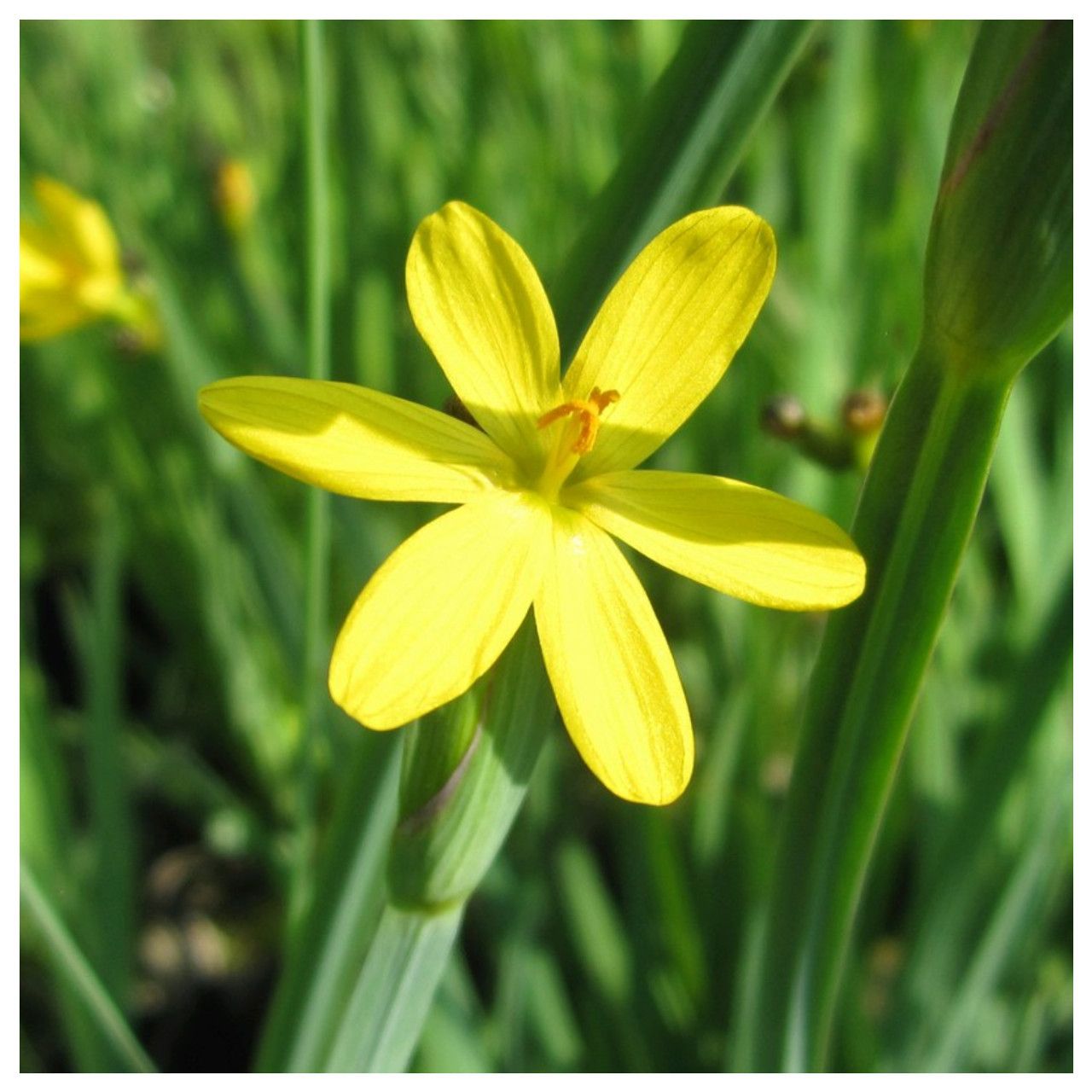 Yellow-eyed Grass (3.5")