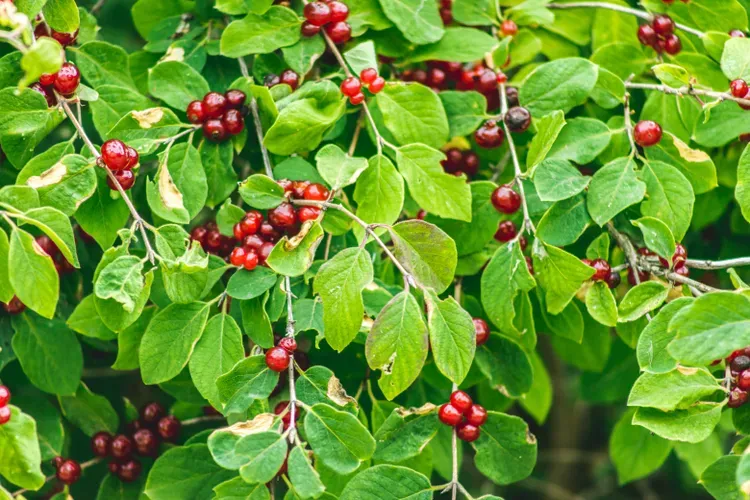 Chokecherry (1 gallon)