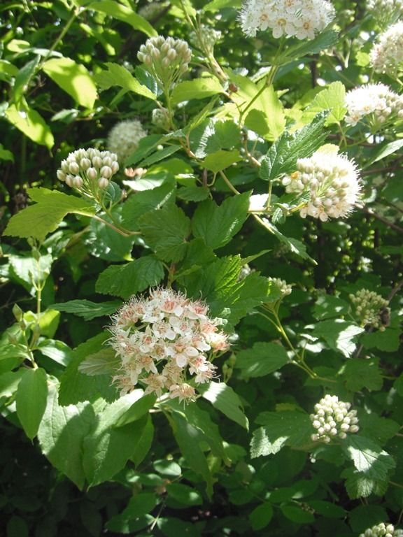 Pacific Ninebark (1 gallon)