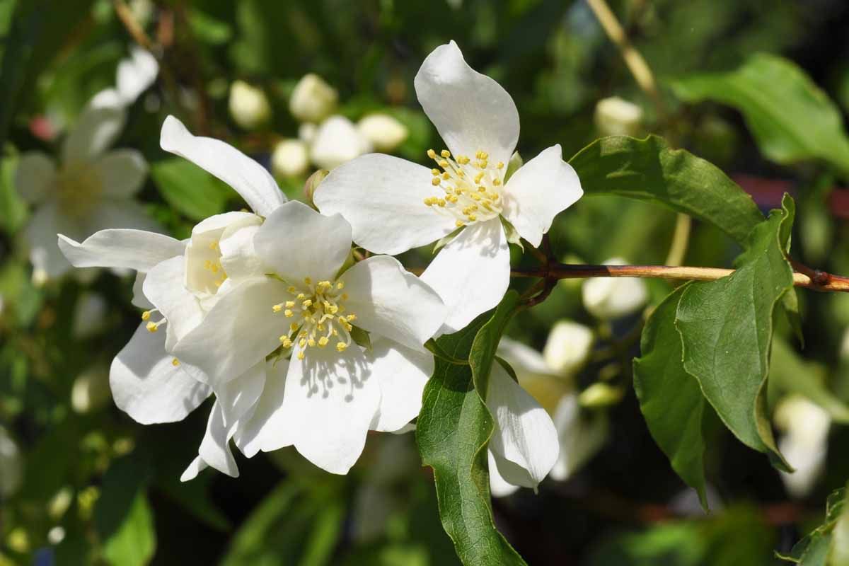 Mock Orange (1 gallon)