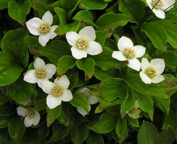 Bunchberry (1 gallon)