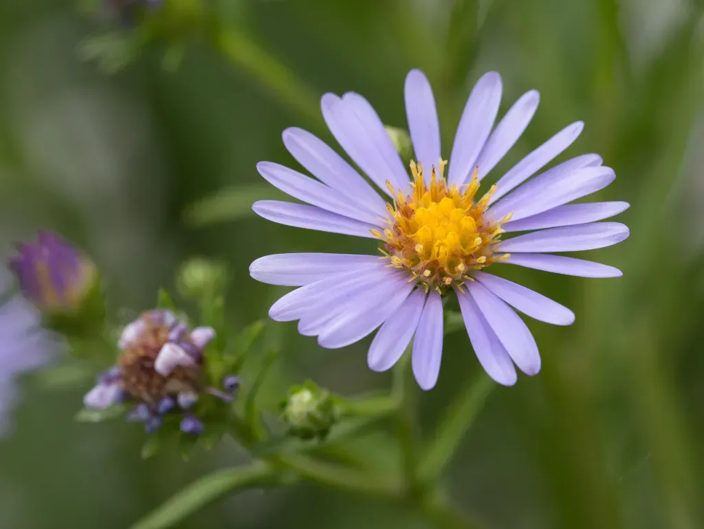 Douglas Aster (3.5")