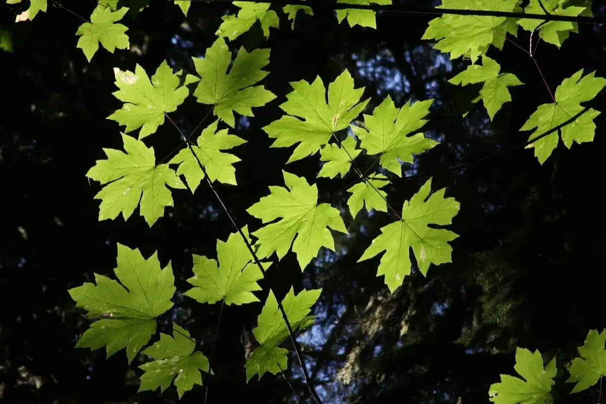Bigleaf Maple (1 gallon)
