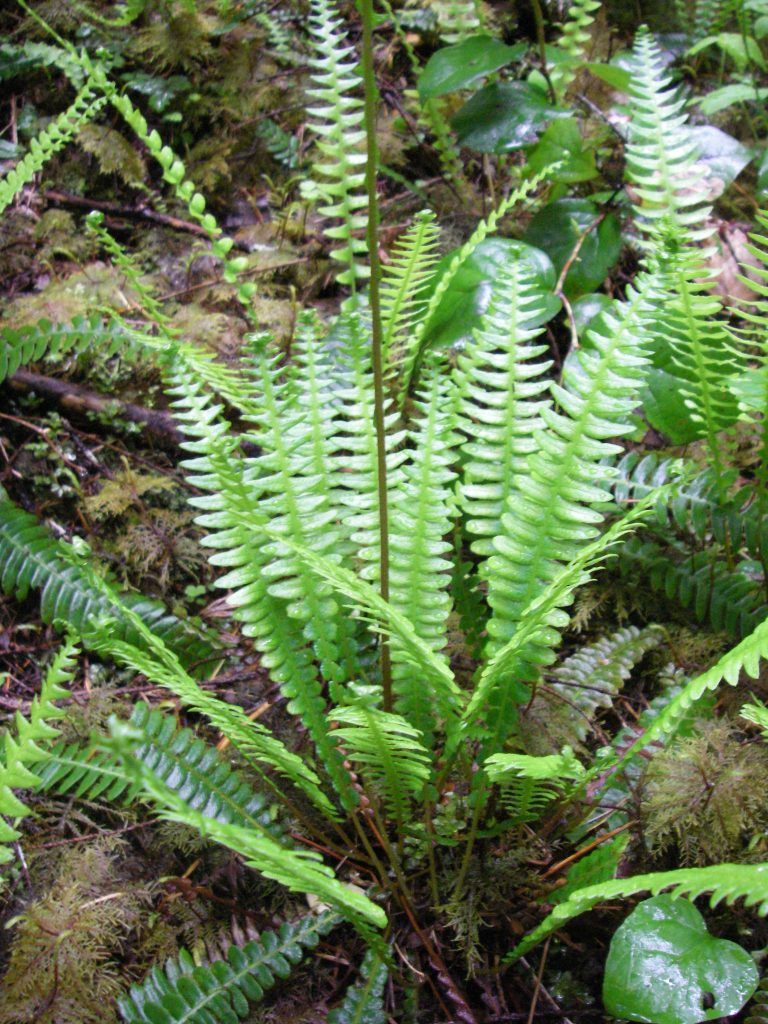 Deer Fern (3.5")