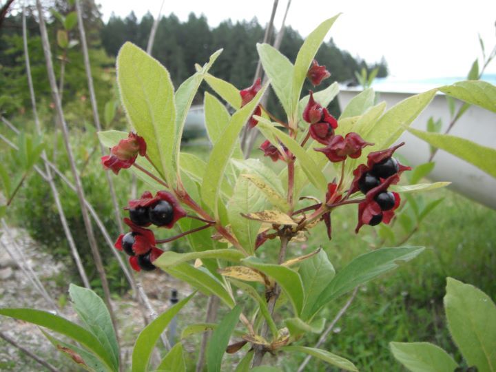 Black Twinberry (1 gallon)