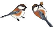 Jabebo - Chestnut-backed Chickadee