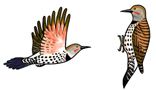 Jabebo - Northern Flicker (Red)
