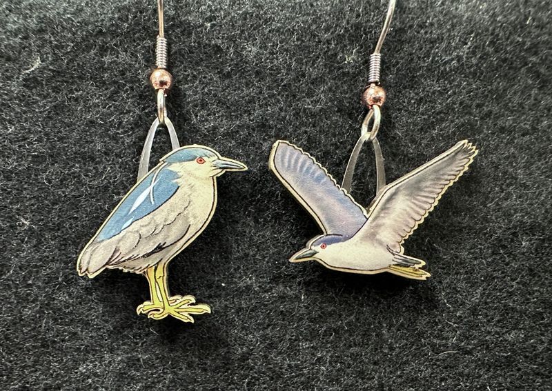 Jabebo - Black-crowned Night Heron