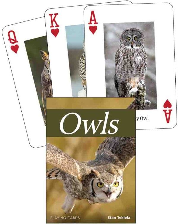 Owls Playing Cards