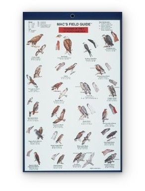 Mac's Field Guide: Birds of Prey of North America