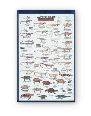 Mac's Field Guide: North American Reptiles