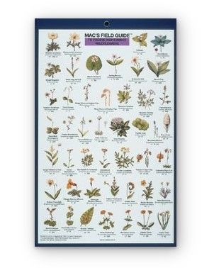 Mac's Field Guide: Pacific Northwest Wildflowers