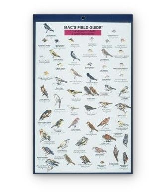 Mac's Field Guide: Northwest Park and Backyard Birds