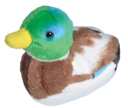 Audubon Bird Mallard