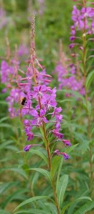 Fireweed (3.5")