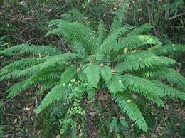 WE Sword Fern (1 gallon)
