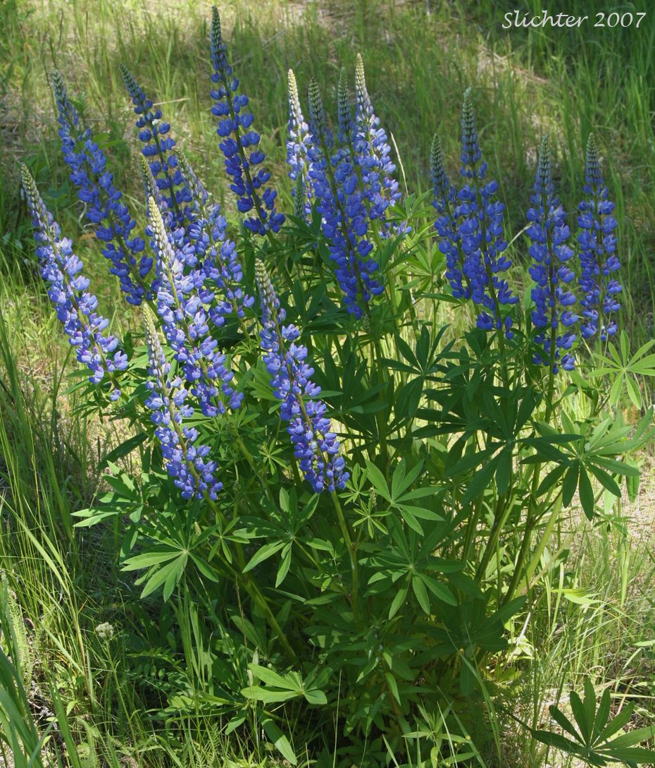 Big Leaf Lupine (3.5")