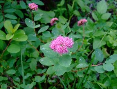 Subalpine Spirea (1 gallon)