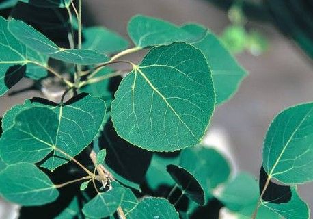 Quaking Aspen (1 gallon)
